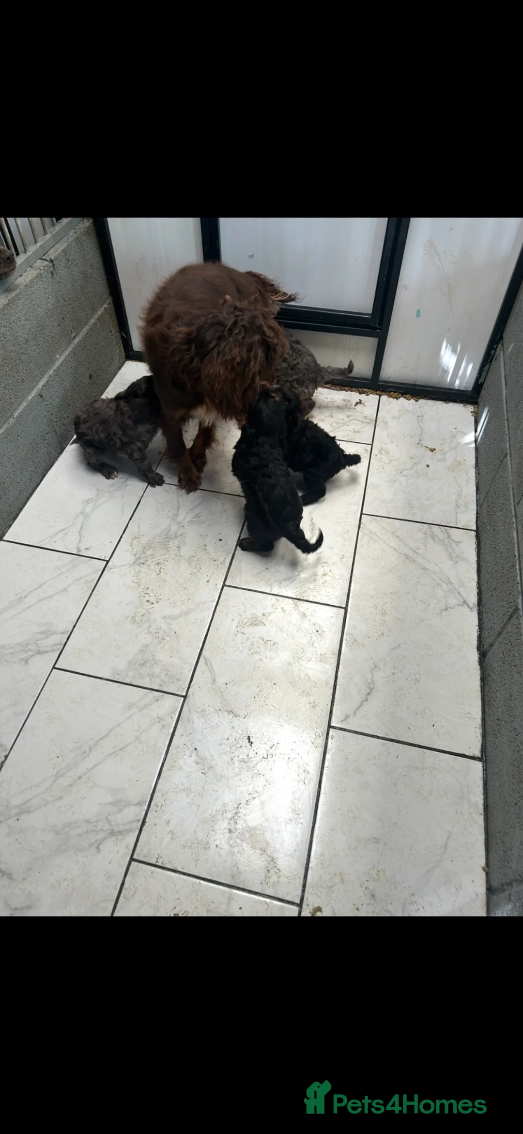 Cockapoo dogs for sale: Stunning f1 cockapoo puppies  in Sheffield - Advert 10