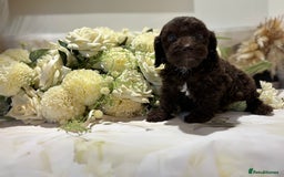 Cockapoo dogs for sale: Beautiful Cockapoo puppies  - Image 4