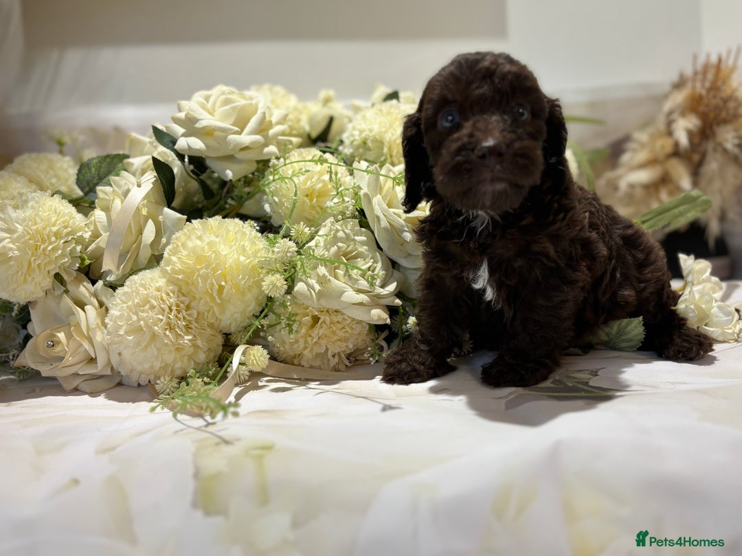 Cockapoo dogs for sale: Beautiful Cockapoo puppies  - Image 4