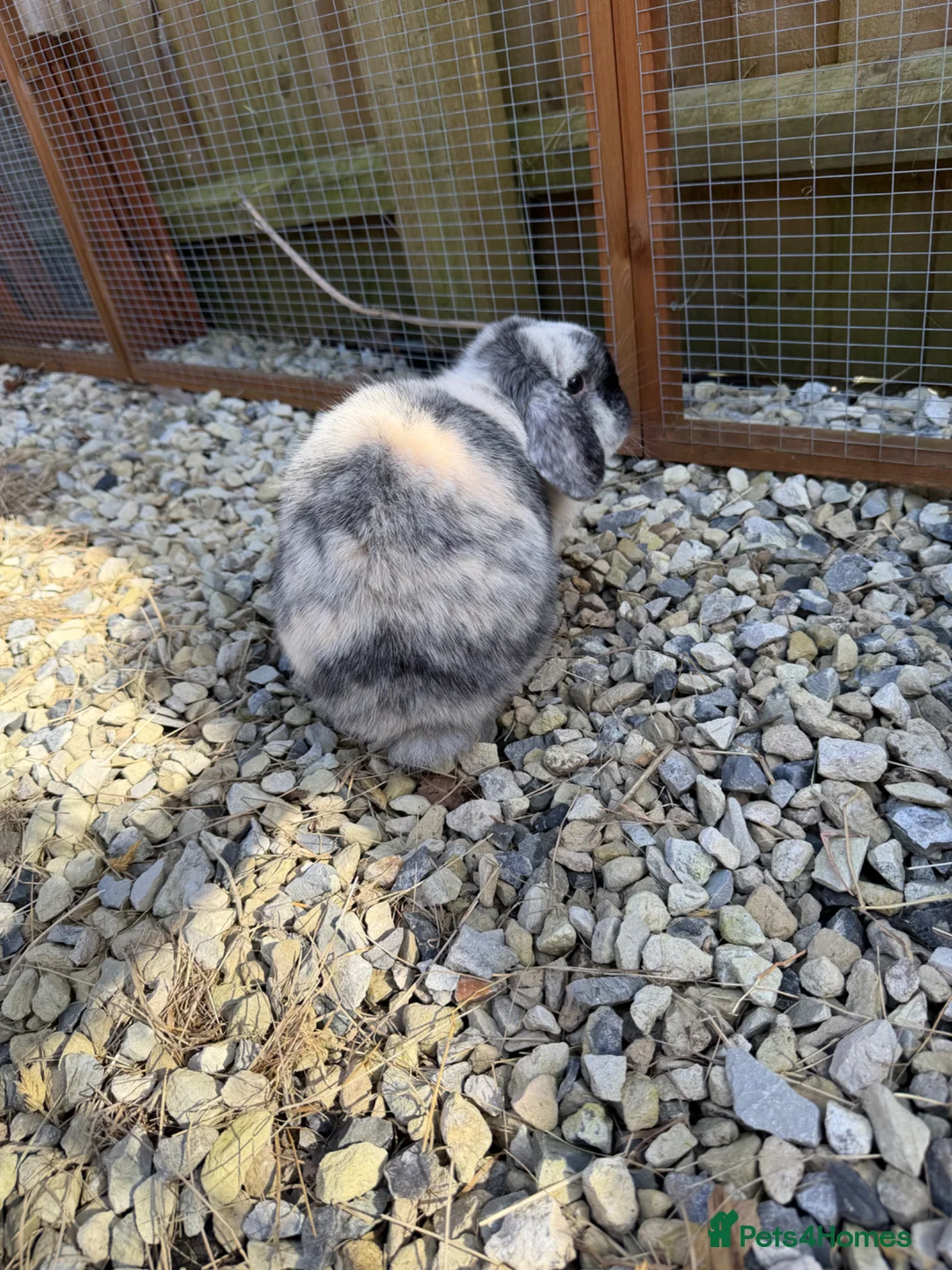 Mini Lop rabbits for sale: Mini lops does  - Advert 1