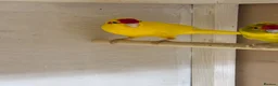 Parrots birds for sale: Proven Pair of Kakarikis  in York - Advert 4