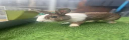 Dutch rabbits for sale: Dutch male in Barking - Advert 6