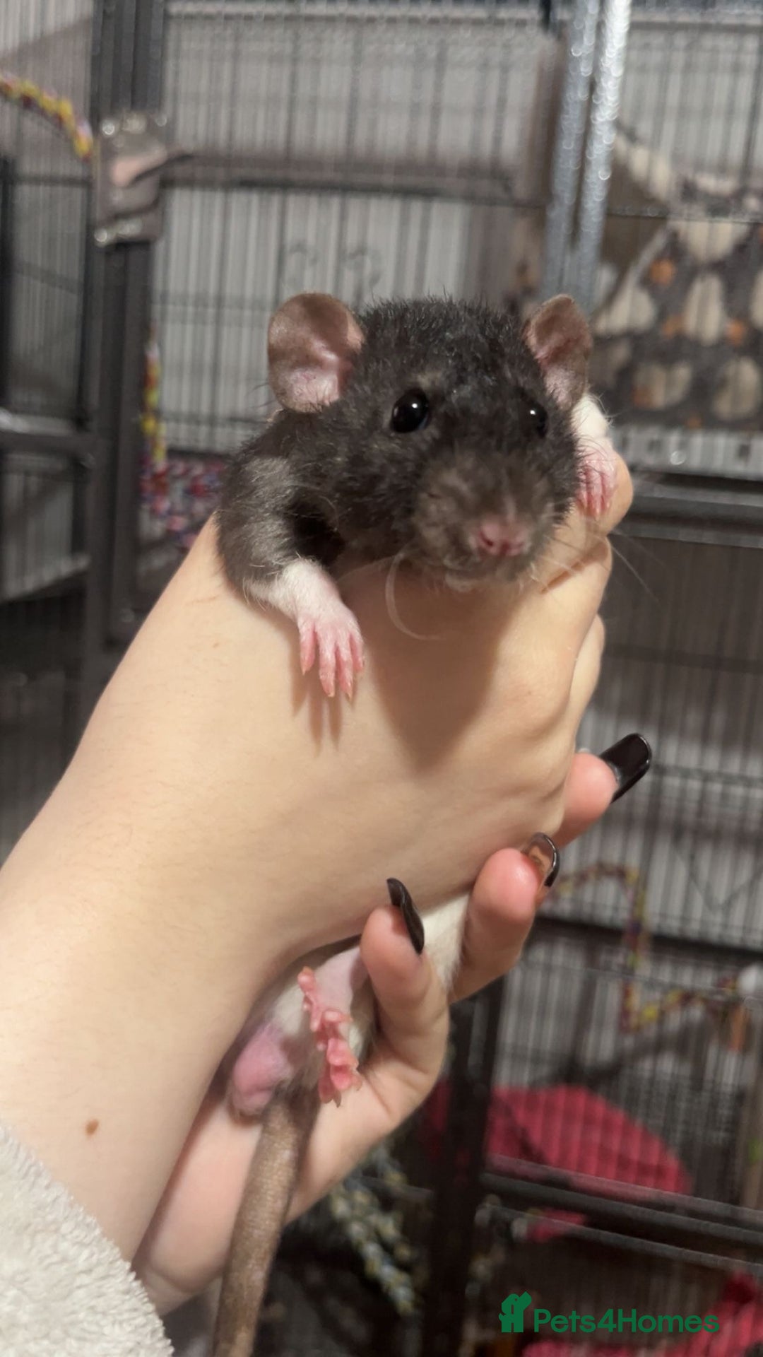 Rat rodents for sale: Male rats and cage  - Image 4