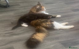 Maine Coon cats for sale: One maincoone boy  - Image 8