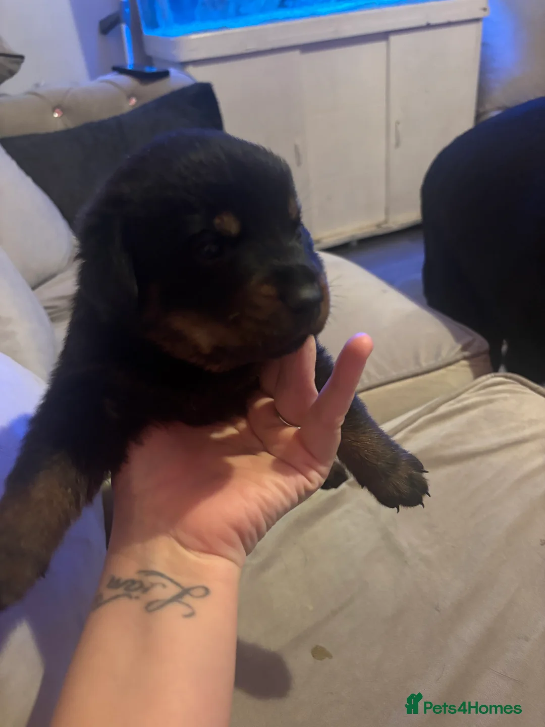 Rottweiler dogs for sale: Rottweiler pups - Advert 1