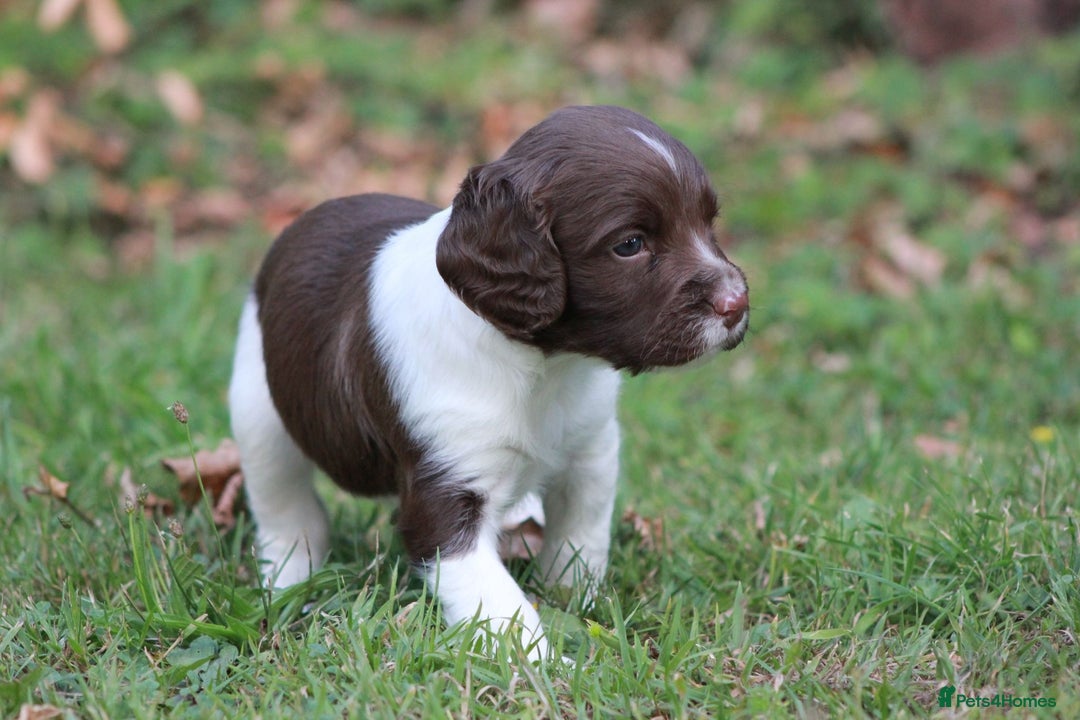 English Springer Spaniel dogs for sale: Springer Spaniel puppies - 2 boys left - Image 5