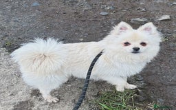 Pomchi dogs for sale: Prince  - Image 1