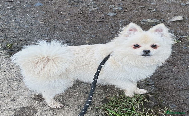 Pomchi dogs - Advert 1