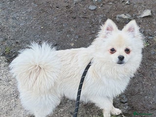 Pomchi dogs - Advert 15