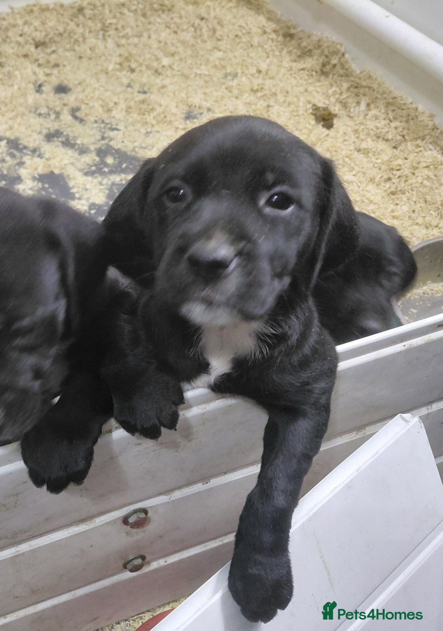 Mixed Breed dogs Golden retiver x dalmation - Advert 17