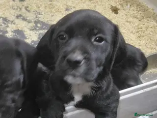 Mixed Breed dogs Golden retiver x dalmation - Advert 17