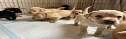 Labrador Retriever dogs for sale: Labrador Puppies Available  in Salisbury - Advert 5