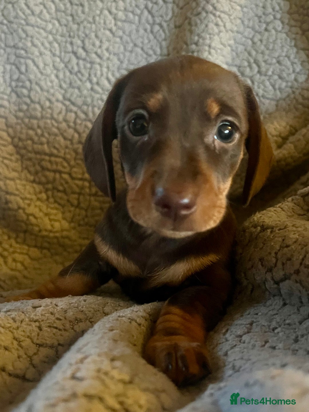 Miniature Dachshund dogs for sale: STUNNING MINI SMOOTH HAIR PRA CLEAR DACHSHUND PUPS - Advert 10
