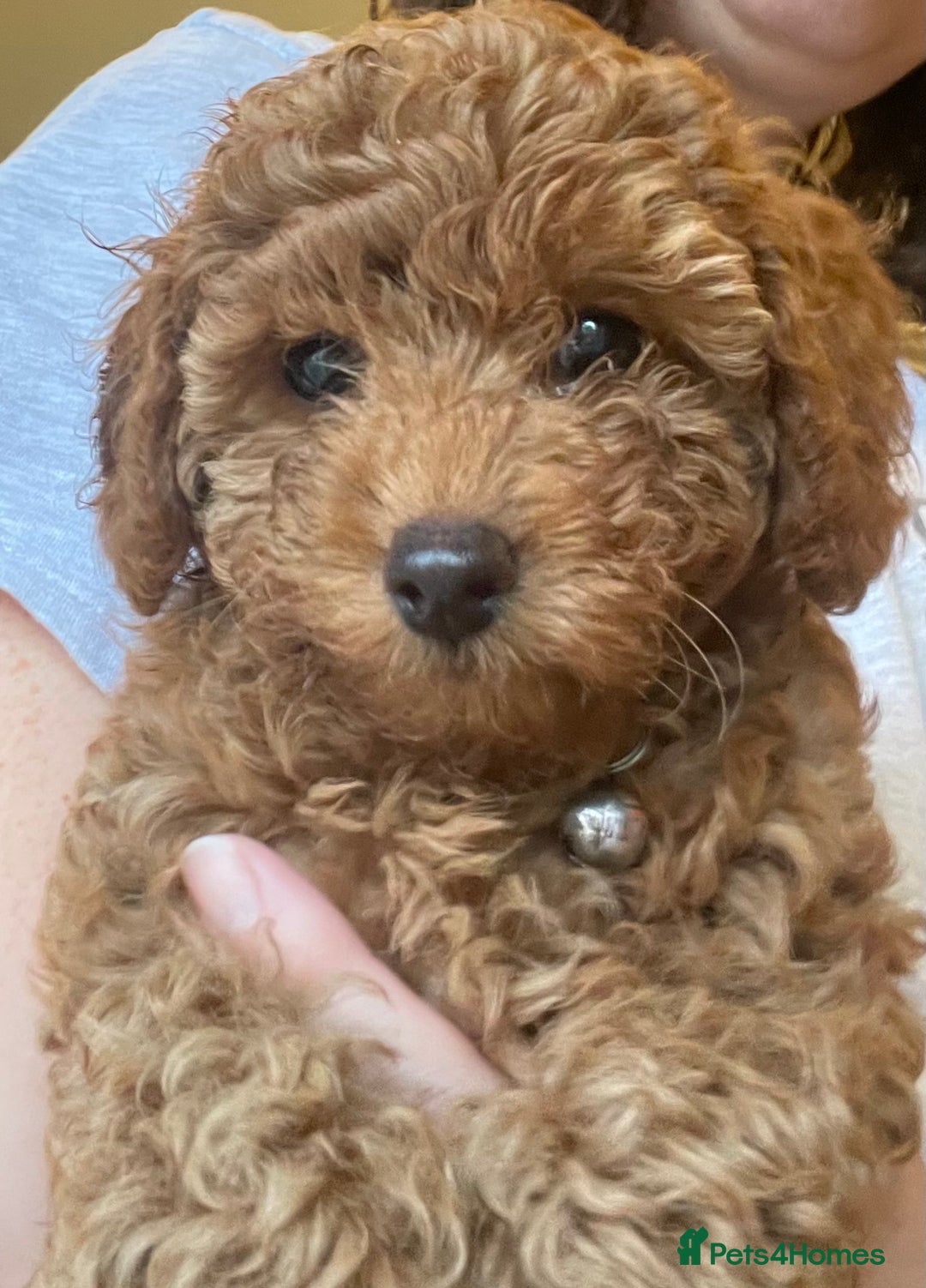 Cavapoo dogs for sale: F1b Cavapoo Puppies - Image 4