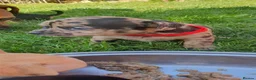 Mixed Breed dogs for sale: Beautiful Puppies  in Martock - Advert 9