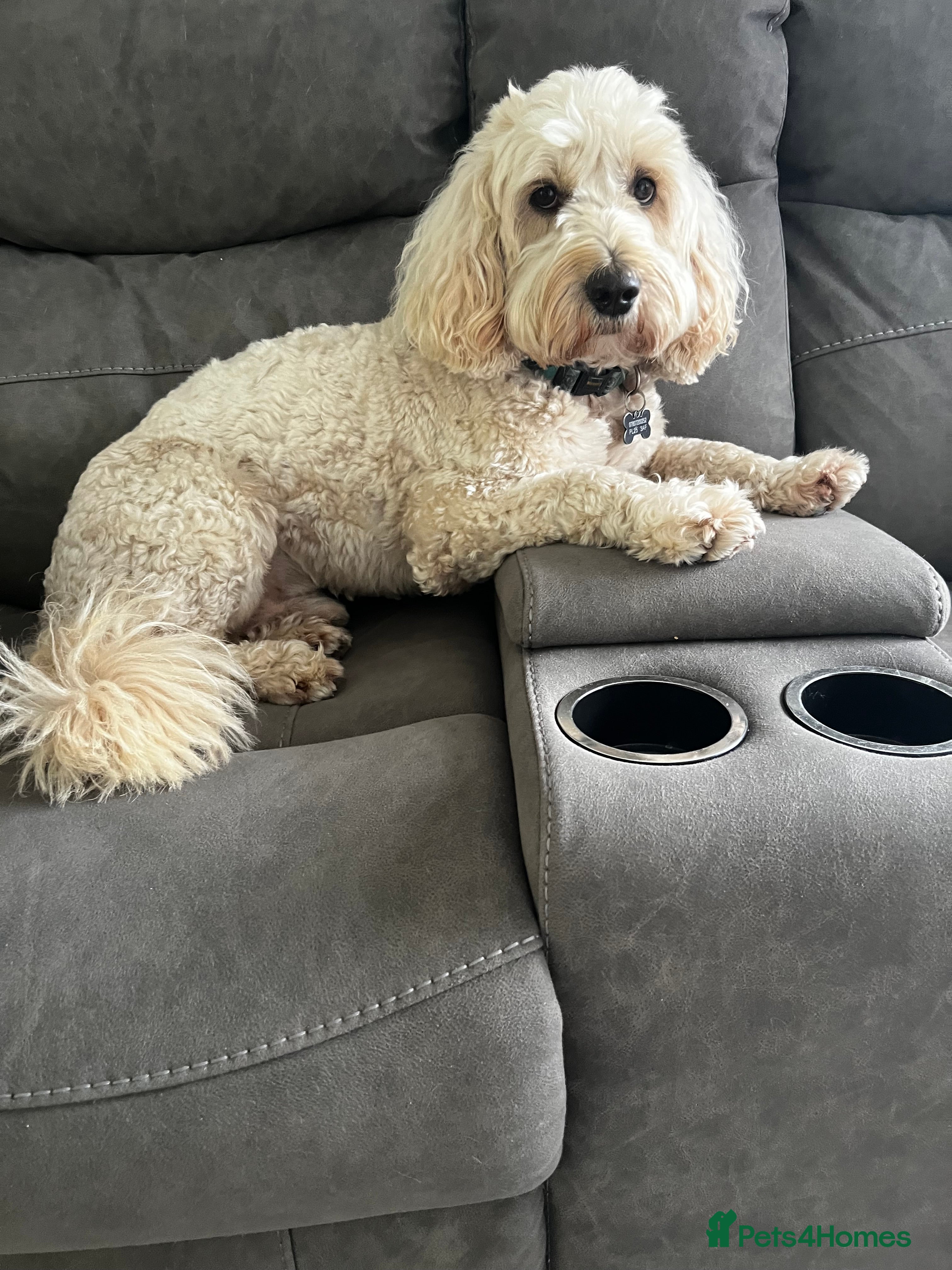 Goldendoodle dogs Ready for stud  - Advert 4