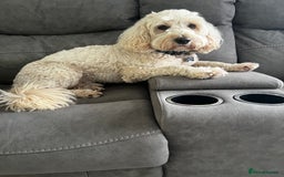 Goldendoodle dogs for stud: Ready for stud  - Image 3