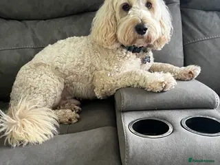 Goldendoodle dogs Ready for stud - Advert 2