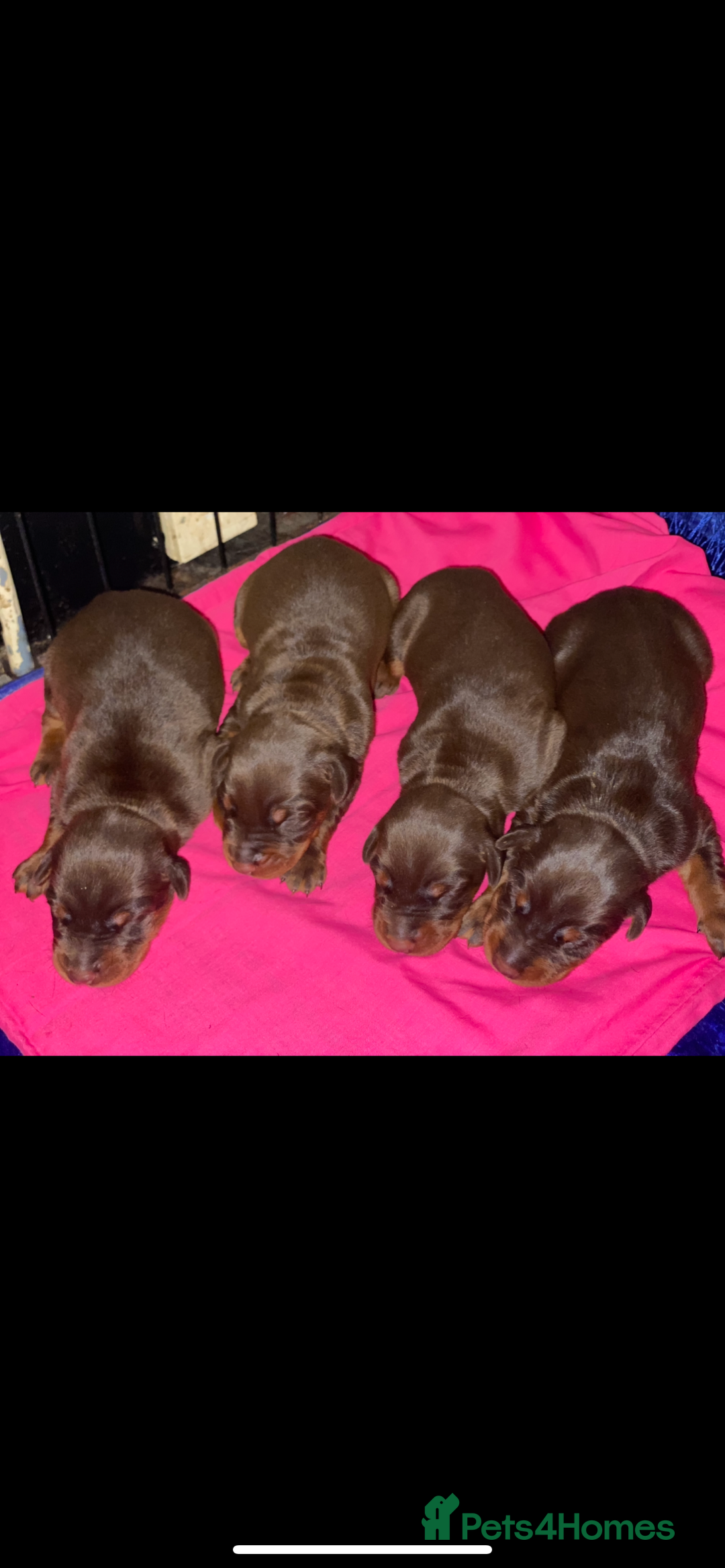 Dobermann dogs for sale: Gorgeous Eu**an Dobermann Puppies - Image 25