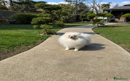 Pomeranian dogs for sale: Well house trained White Pomeranian Girl - Image 1