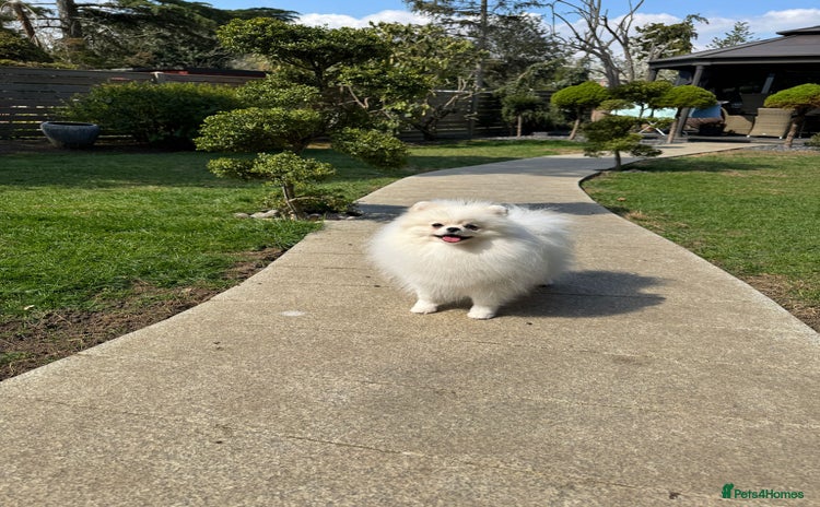 Pomeranian dogs - Advert 6