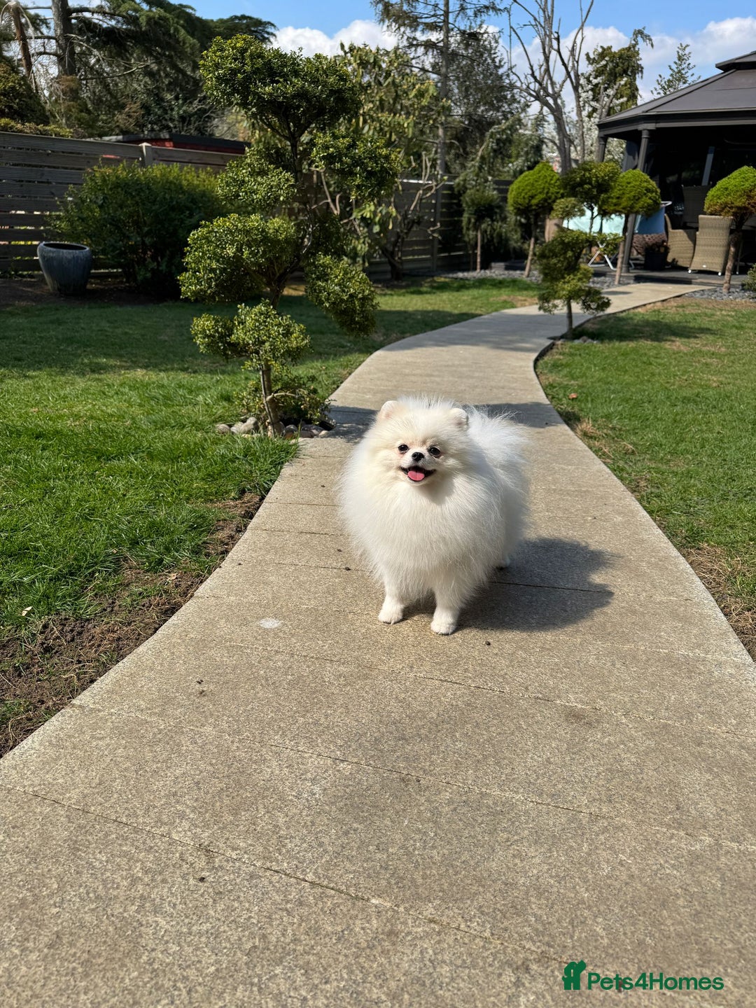 Pomeranian dogs for sale: Well house trained White Pomeranian Girl - Image 1
