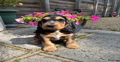 Cocker Spaniel dogs - Advert 15