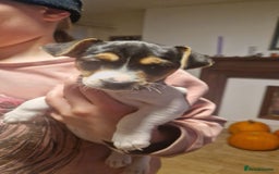 Mixed Breed dogs for sale: Jack Russell x Chihuahua puppies - Image 8