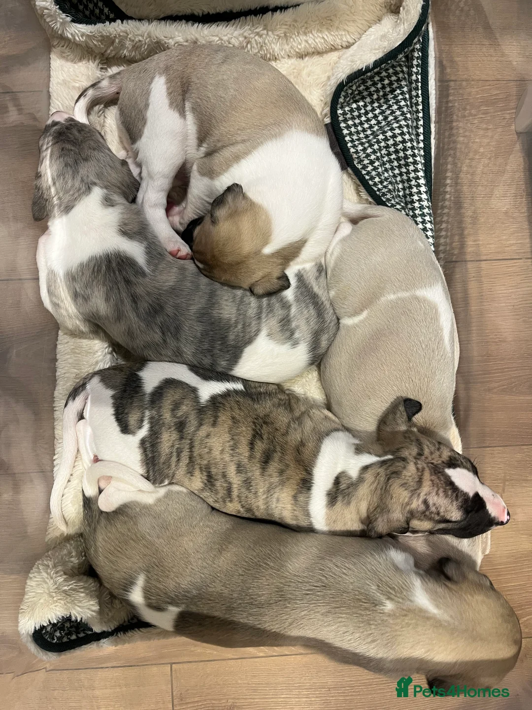 Whippet dogs for sale: Great quality Whippet puppies for sale - Advert 19