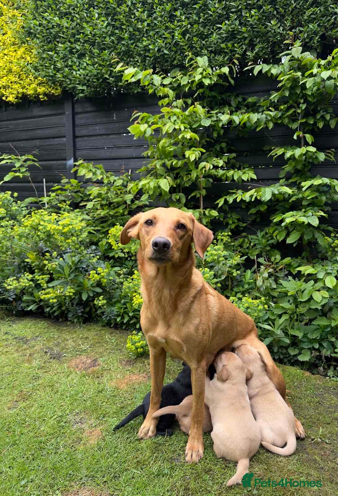 Labrador Retriever dogs Labrador retriever pups for sale - Advert 16
