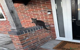 Russian Blue cats for sale: Gorgeous Russian 18 month male - Advert 3