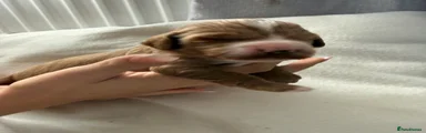 Cockapoo 3