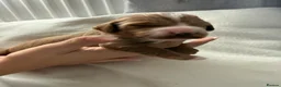 Cockapoo dogs for sale: 🐾 COCKAPOO PUPPIES DUE 6TH SEPTEMBER 🐾 - Advert 4