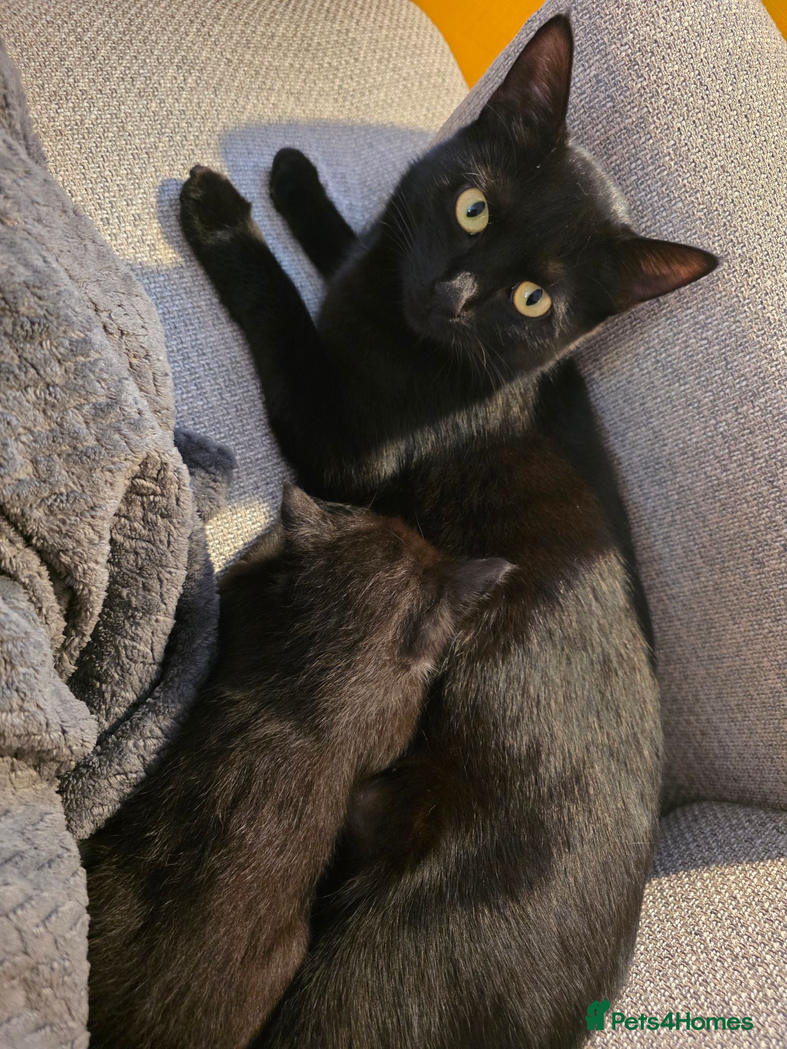Mixed Breed cats Black and white male kitten - Advert 3