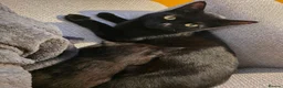 Mixed Breed cats for sale: Black and white male kitten - Advert 1