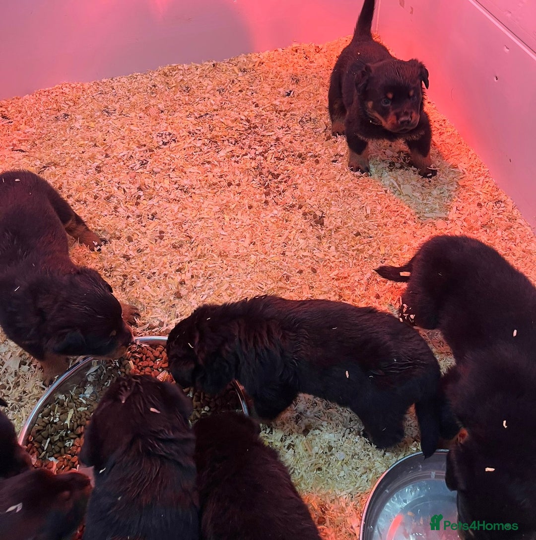 Rottweiler dogs for sale: 🤎🖤🦍 KC REGISTERED 5 ⭐️ BREEDER - Advert 36