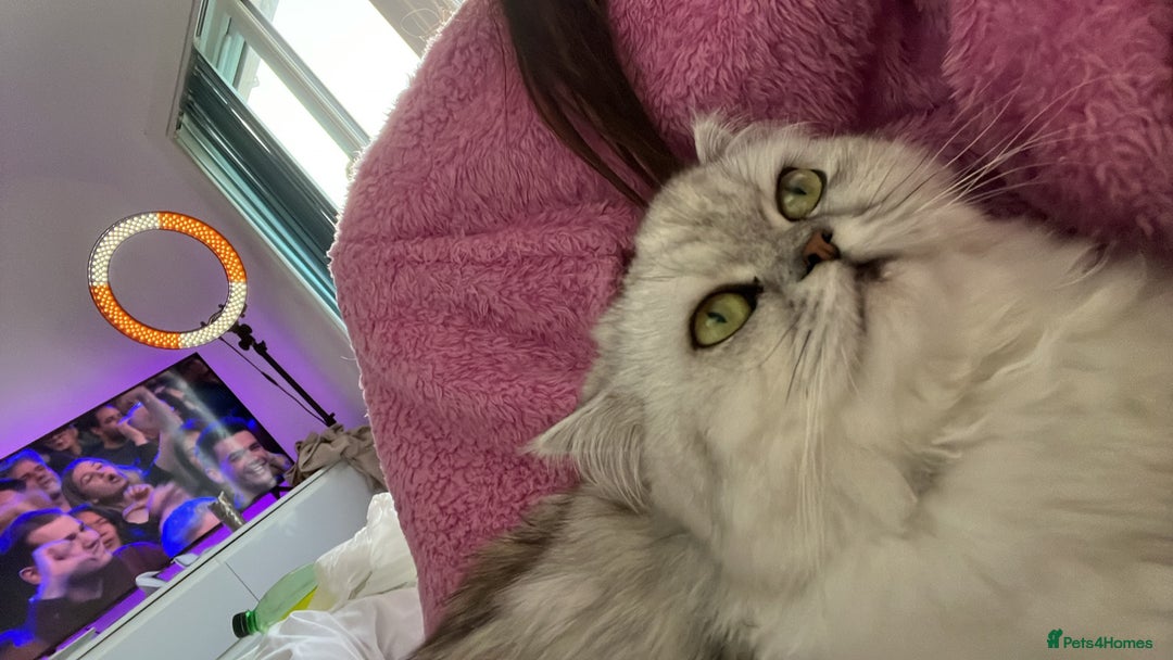 Persian cats for sale: Silver tipped white Persian female 3 years old - Advert 4