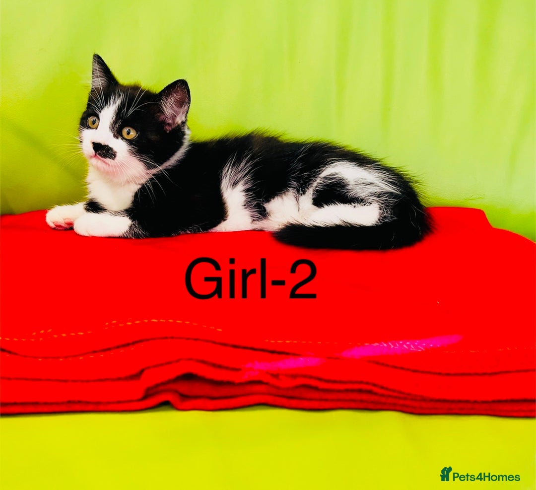 Mixed Breed cats for sale: Beautiful ,clever ,healthy village Kittens - Image 12