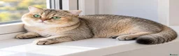 British Shorthair cats for stud: NY12⚜️GOLDEN BSH 🏆 TICA and GCCF reg 🩸 blood B - Advert 6
