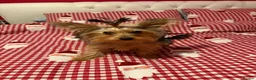Yorkshire Terrier dogs for sale: 3 Beautiful Yorkshire Terrier for sale in Newark - Advert 3