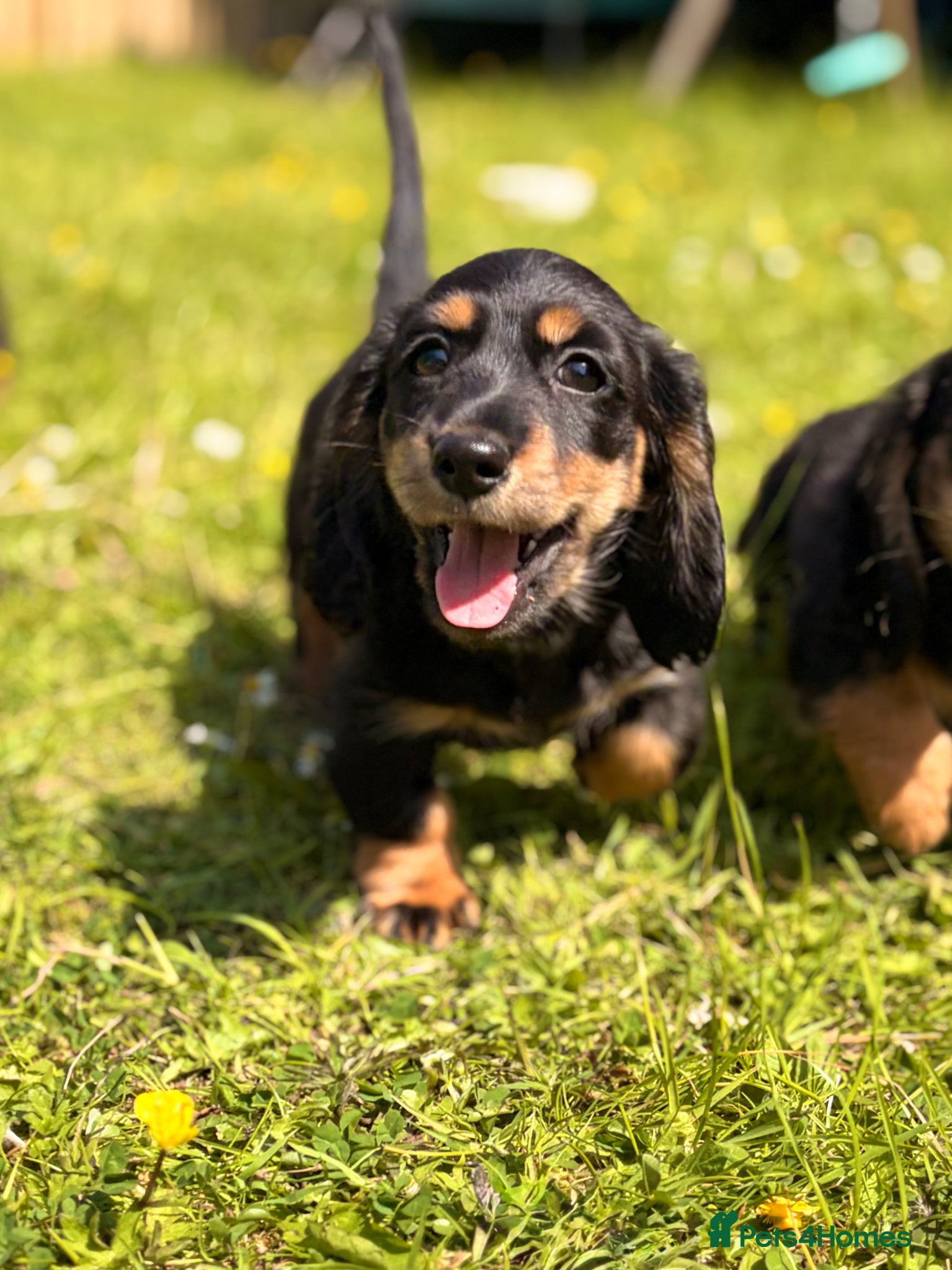 Miniature Dachshund dogs READY NOW Longhaired Miniature Dachshund Puppies - Advert 3