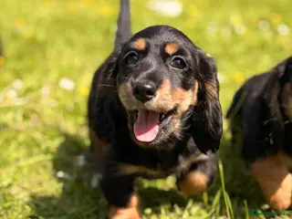 Miniature Dachshund dogs READY NOW Longhaired Miniature Dachshund Puppies - Advert 3