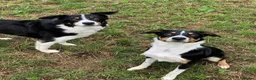 Border Collie dogs for sale: Border collie male pup  - Advert 7