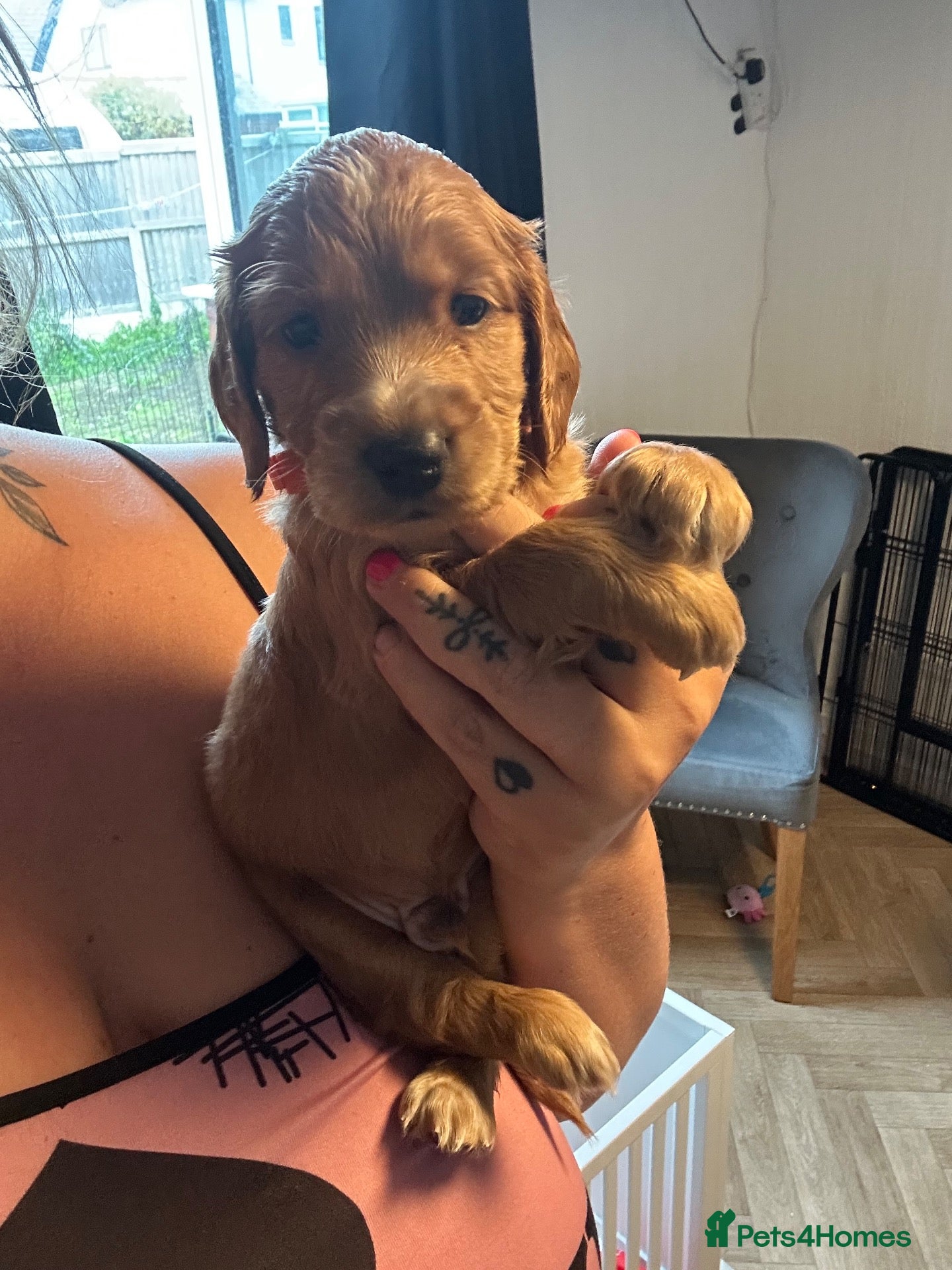 Cockapoo dogs 🐾 GORGEOUS FB1 COCKAPOO PUPPIES 3 boys available  - Advert 4