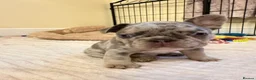 French Bulldog dogs for sale: French Bulldog Puppies – 3 Girls & 1 Boy 🐾💕 - Advert 17
