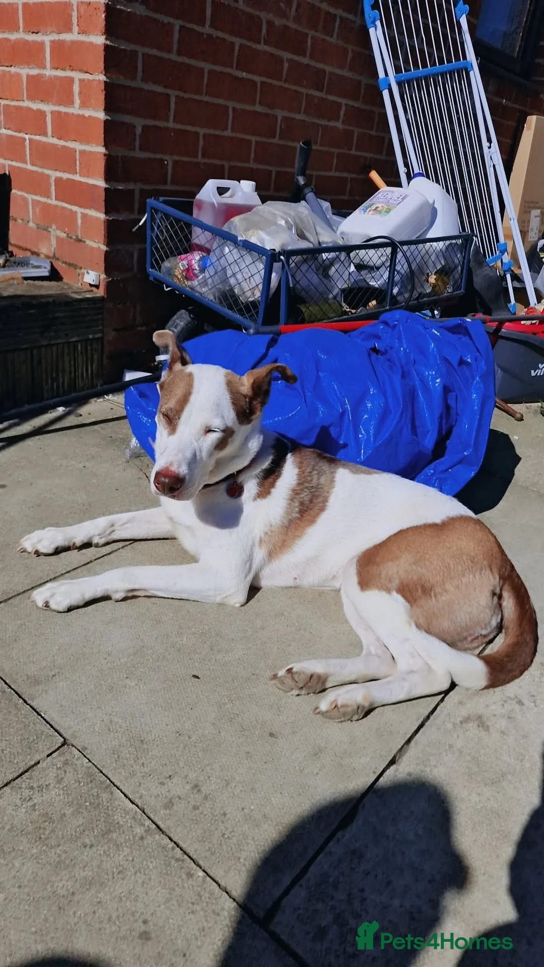 Mixed Breed dogs for sale: Having to urgently re-home  - Advert 5