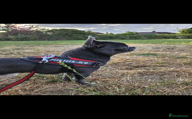 Chihuahua dogs - Advert 1