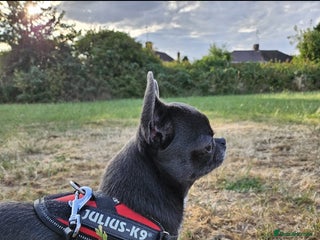 Chihuahua dogs - Advert 14