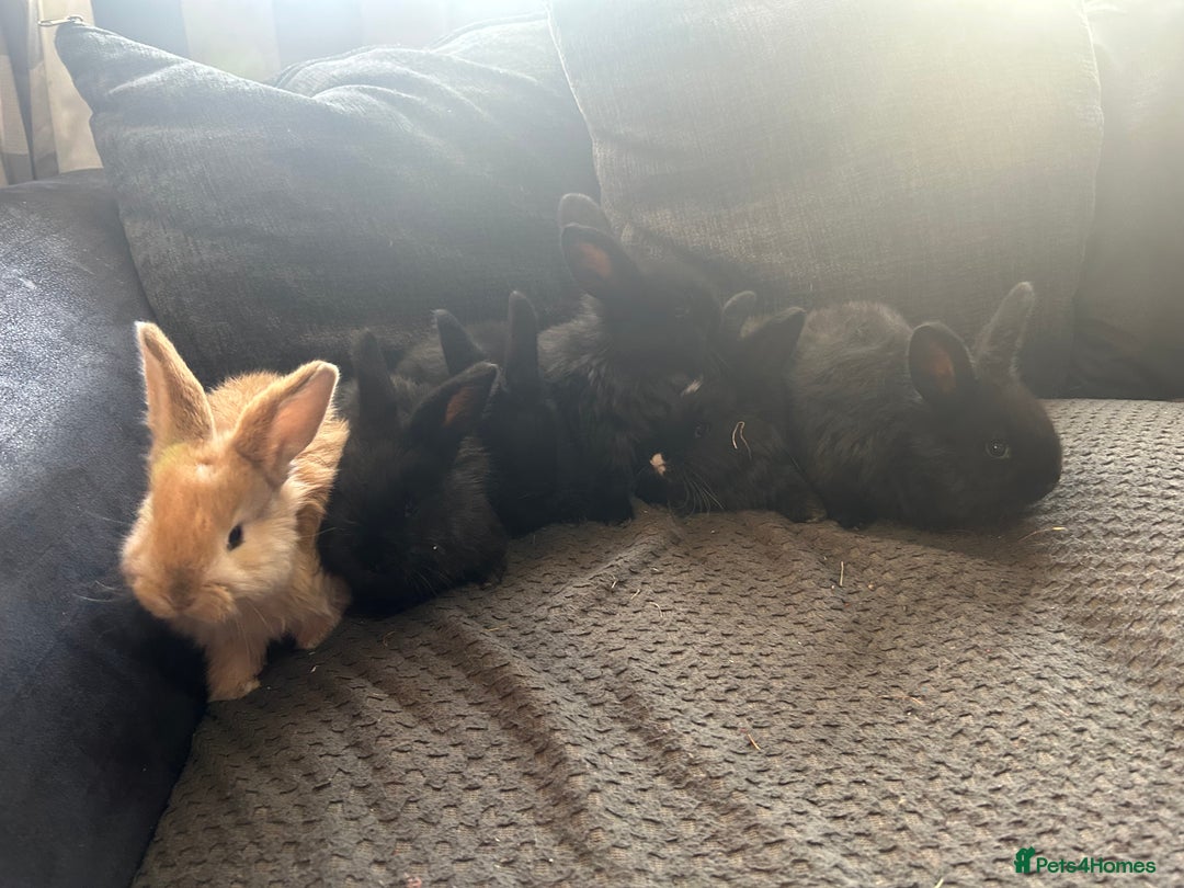Continental Giant rabbits for sale: Baby continental giant to reserve  - Advert 8