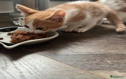 British Shorthair cats for sale: LAST KITTEN REMAINING READY TO GO!  - Image 8